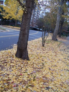 fall yellow leaves 6